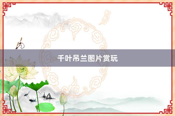 千叶吊兰图片赏玩